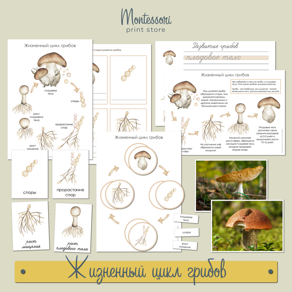 Жизненный цикл грибов - карточки Монтессори купить и скачать
