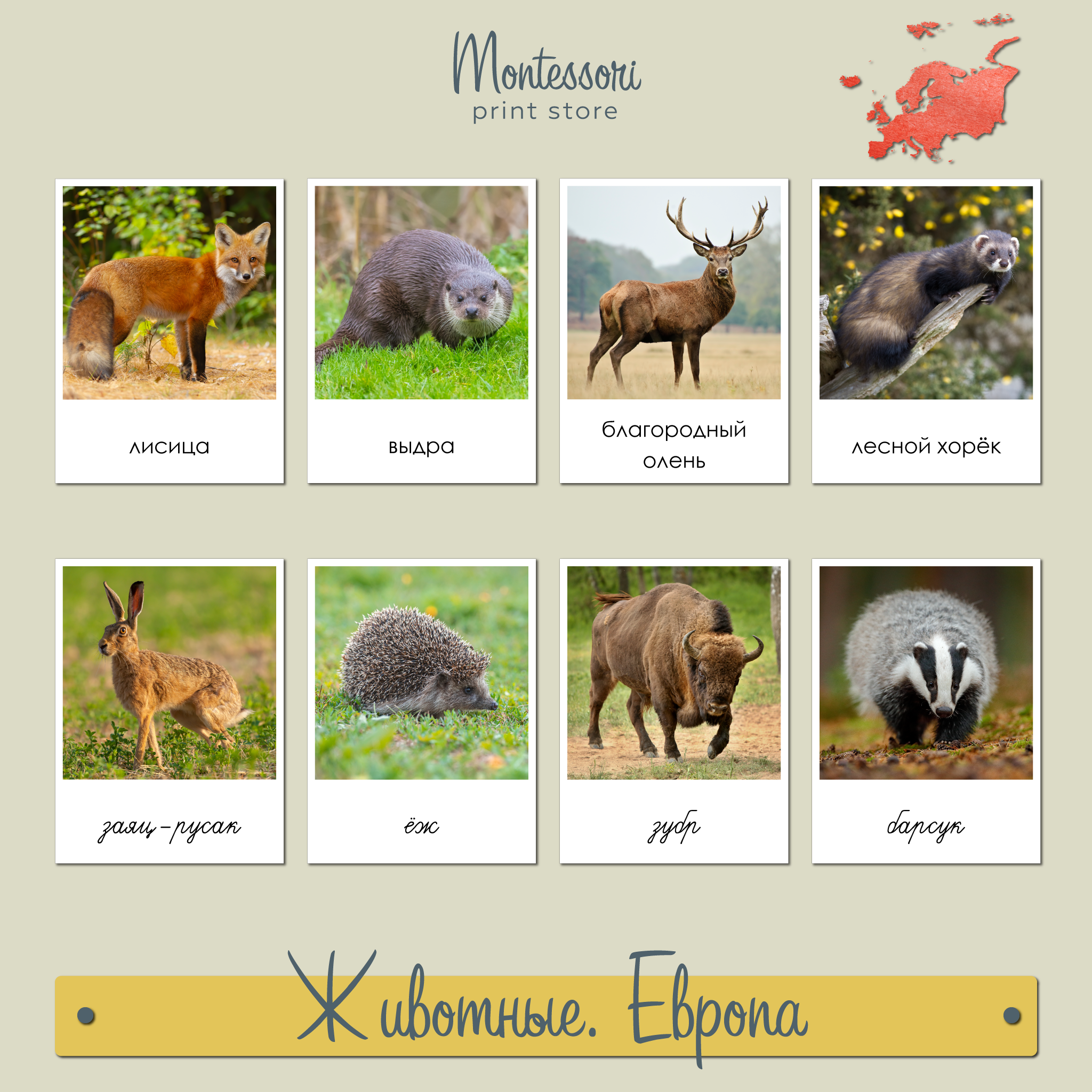 Животные евразии картинки
