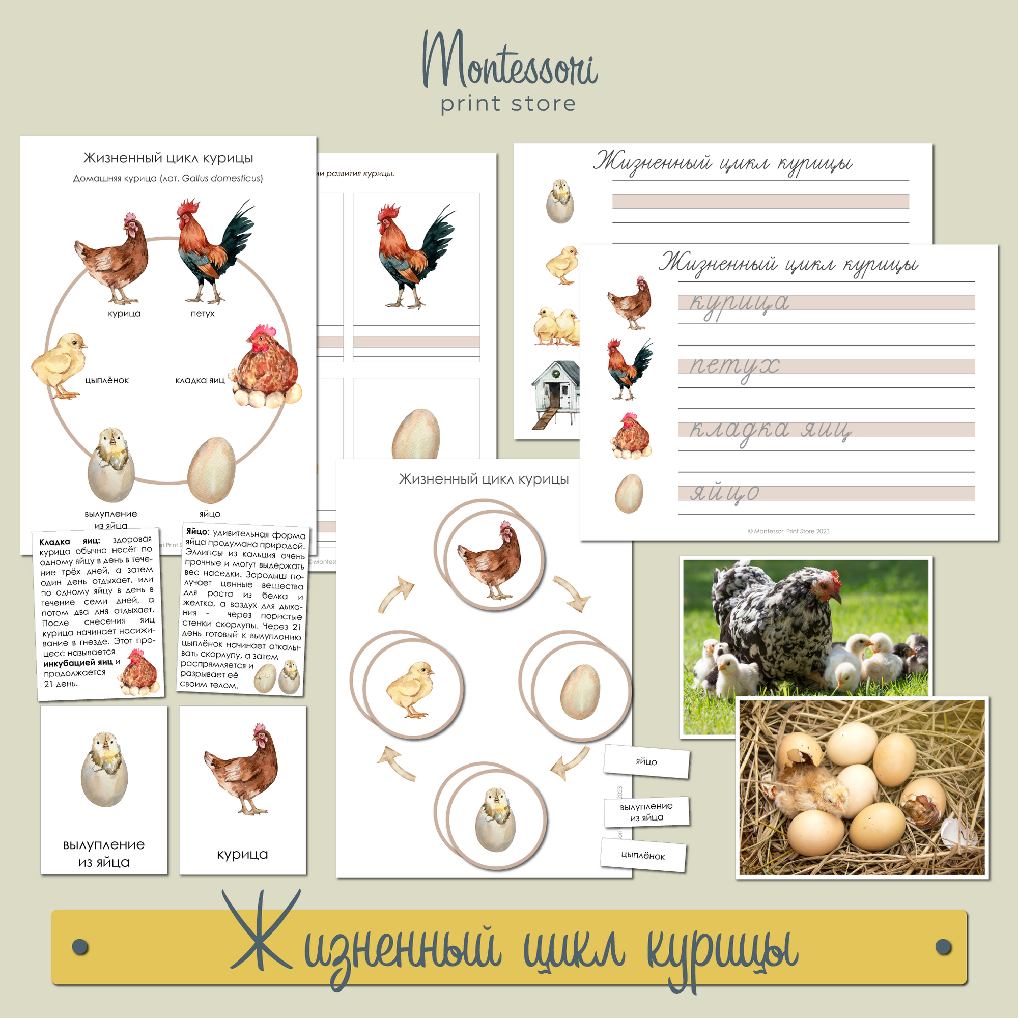 Рост и развитие курицы. Жизненный цикл курицы. Жизненный цикл курицы для детей. Эволюция курицы. Карточки с курами.