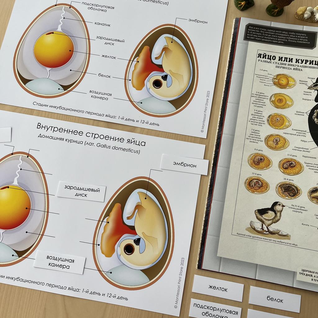 Внутреннее строение яйца плакат - карточки Монтессори купить и скачать
