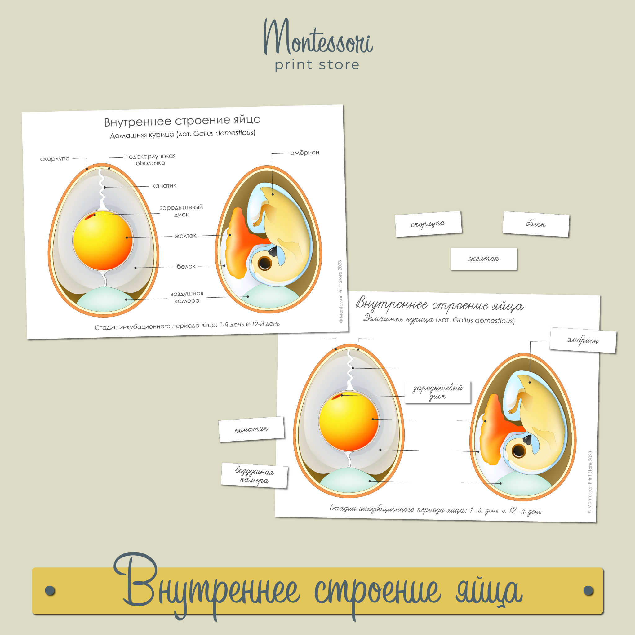 Внутреннее строение яйца плакат - карточки Монтессори купить и скачать