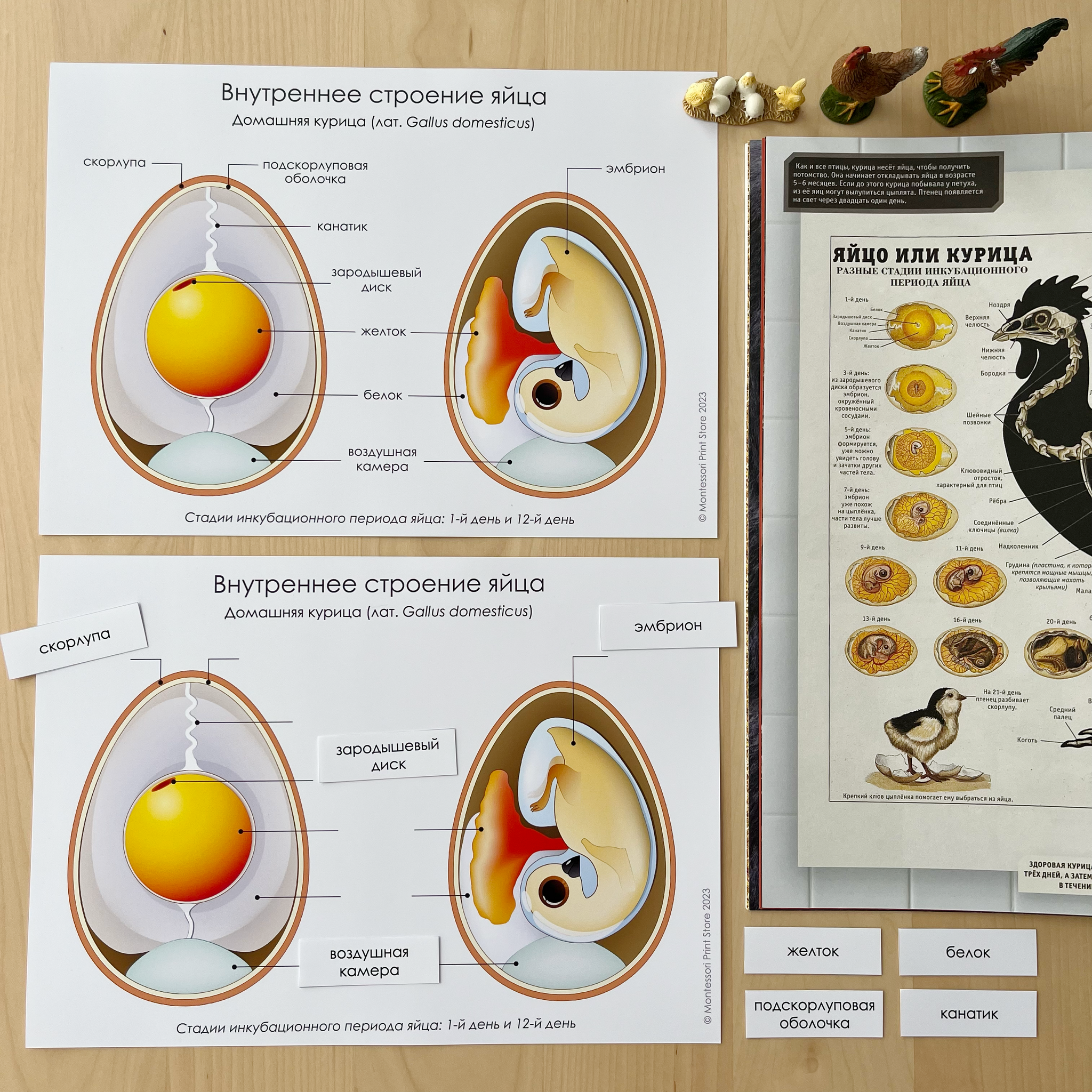 Внутреннее строение яйца плакат - карточки Монтессори купить и скачать