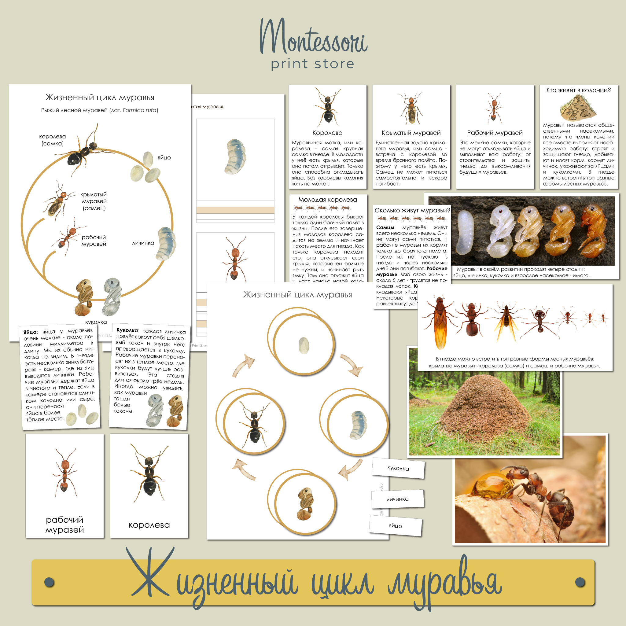 Жизненный цикл муравья - карточки Монтессори купить и скачать