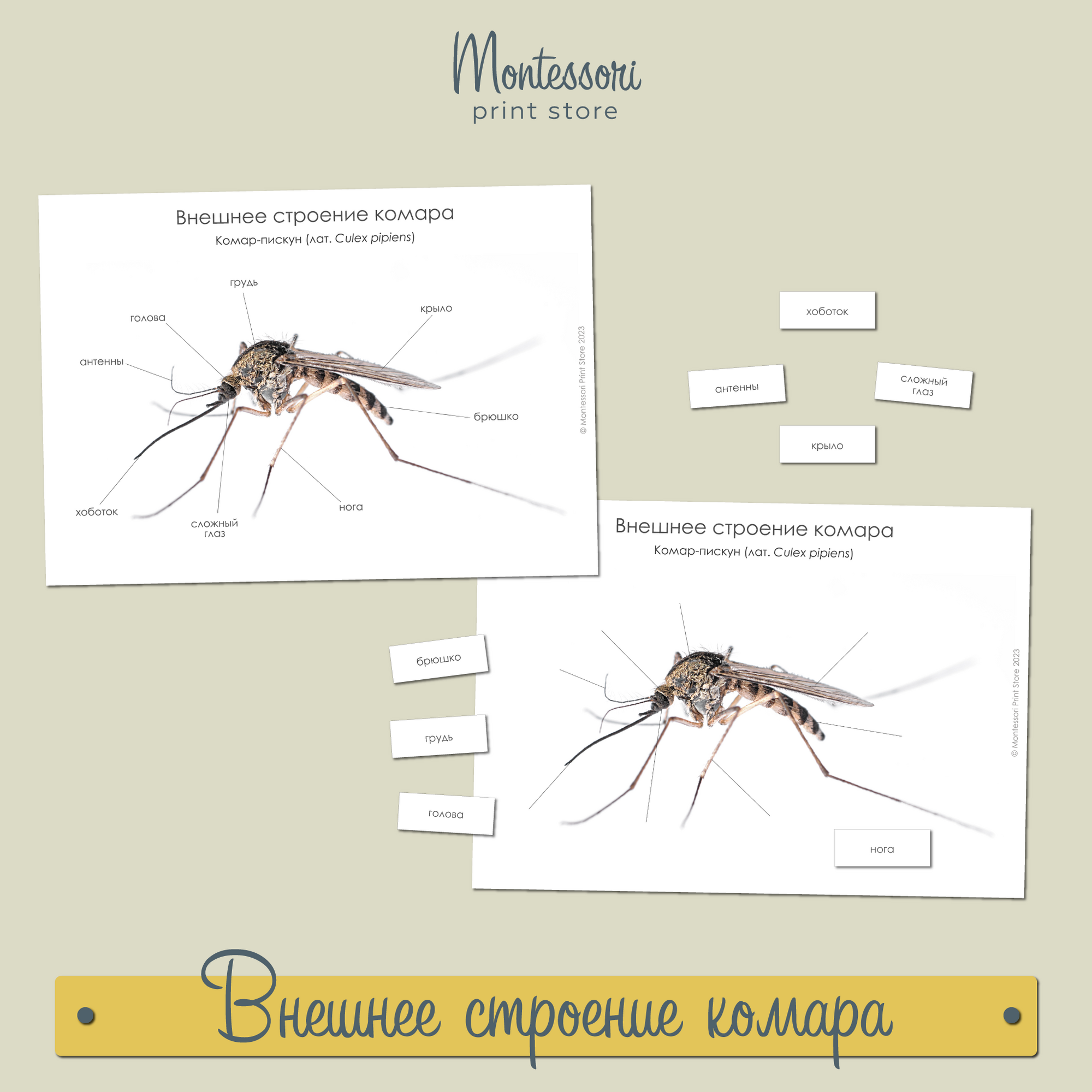 Монтессори космическое воспитание. Мир животных