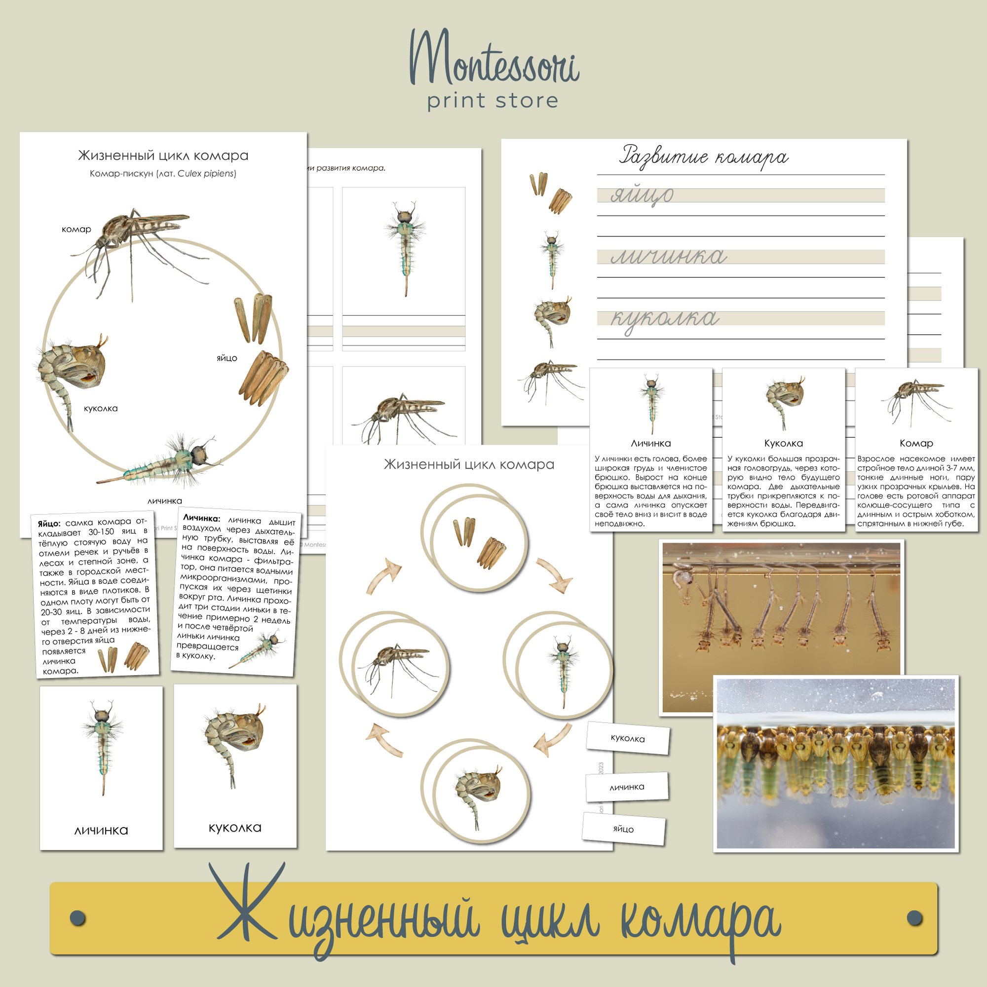 Жизненный цикл пчелы - карточки Монтессори купить и скачать