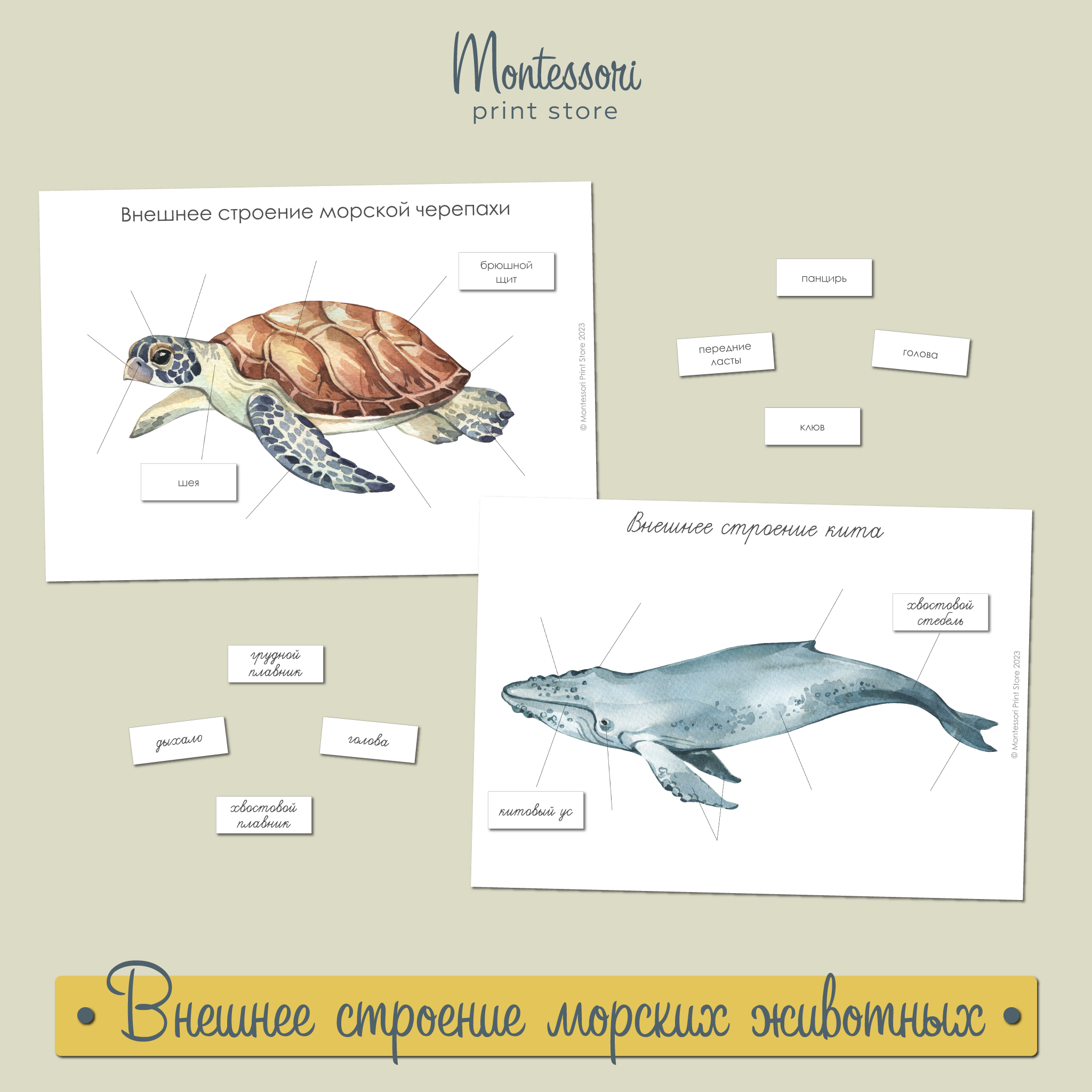 Внешнее строение морской черепахи, осьминога, кальмара, дельфина, кита -  карточки Монтессори купить и скачать