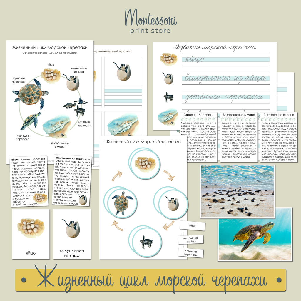 Жизненный цикл Морской черепахи - карточки Монтессори купить и скачать