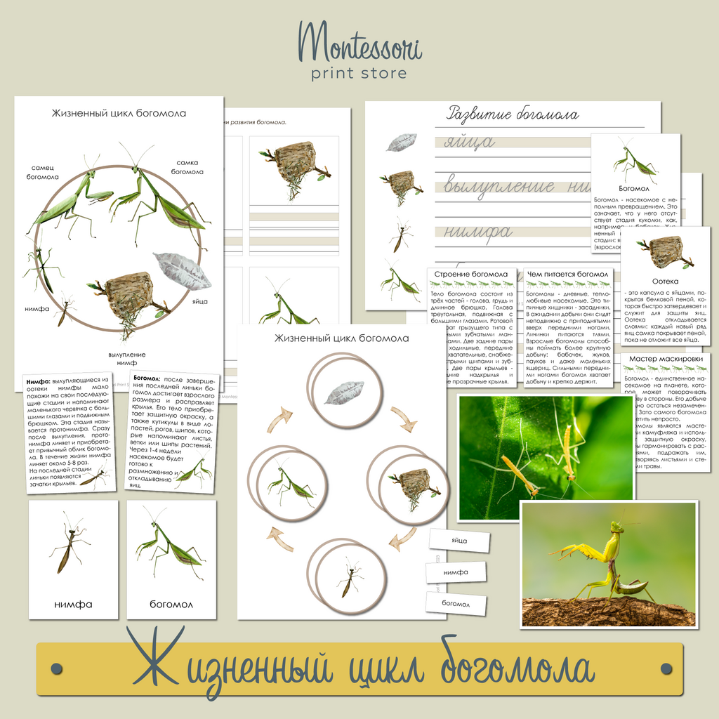 Жизненный цикл Богомола - карточки Монтессори купить и скачать