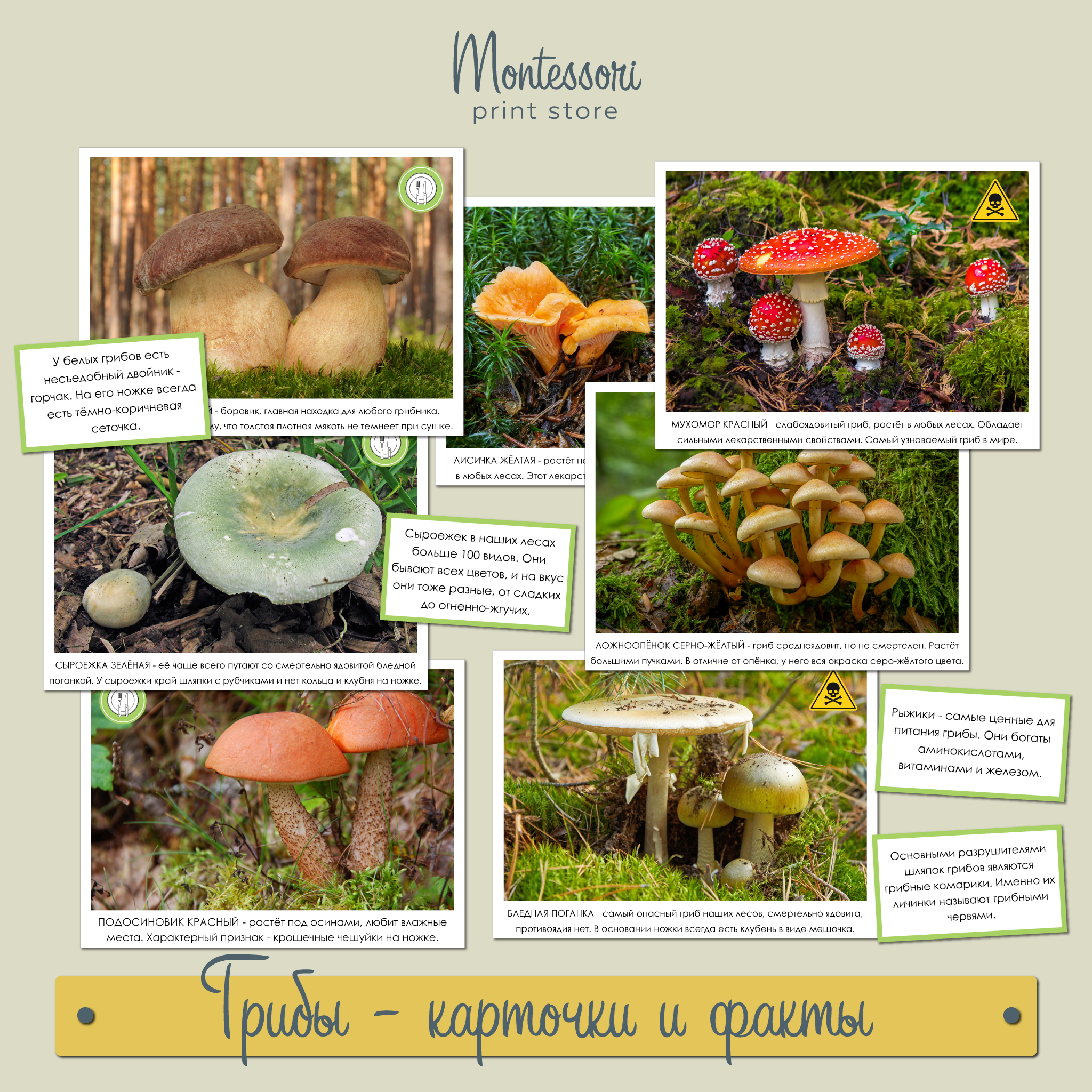 Условия развития грибов