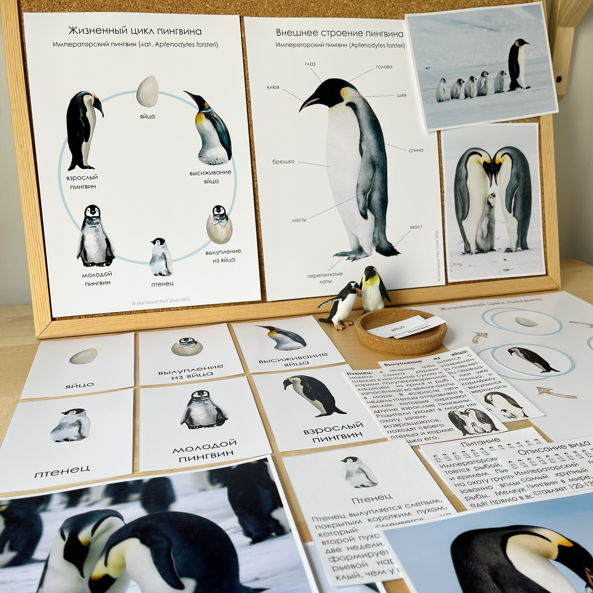 Стихи про пингвина для детей | Чурики