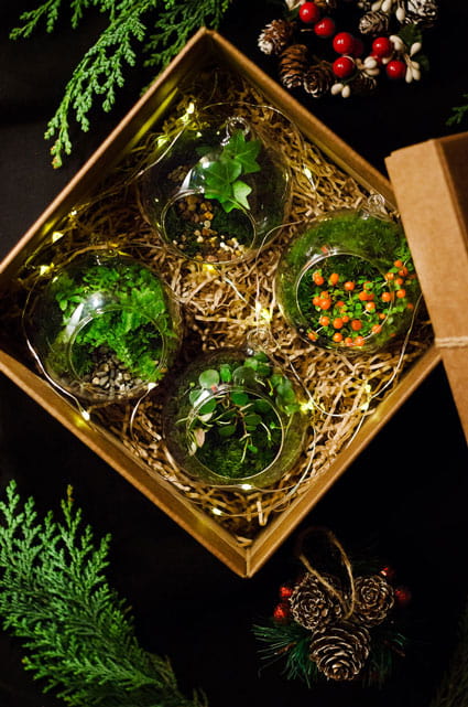 Флорариум - купить в Москве недорого | Магазин Moss-Florarium.ru