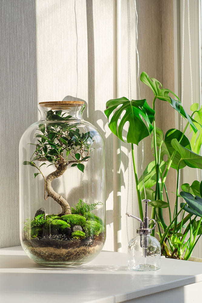 Флорариум своими руками. Как сделать мини сад в стекле, растения для флорариума