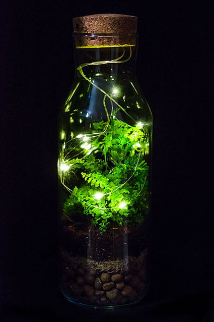 ФЛОРАРИУМ FERN