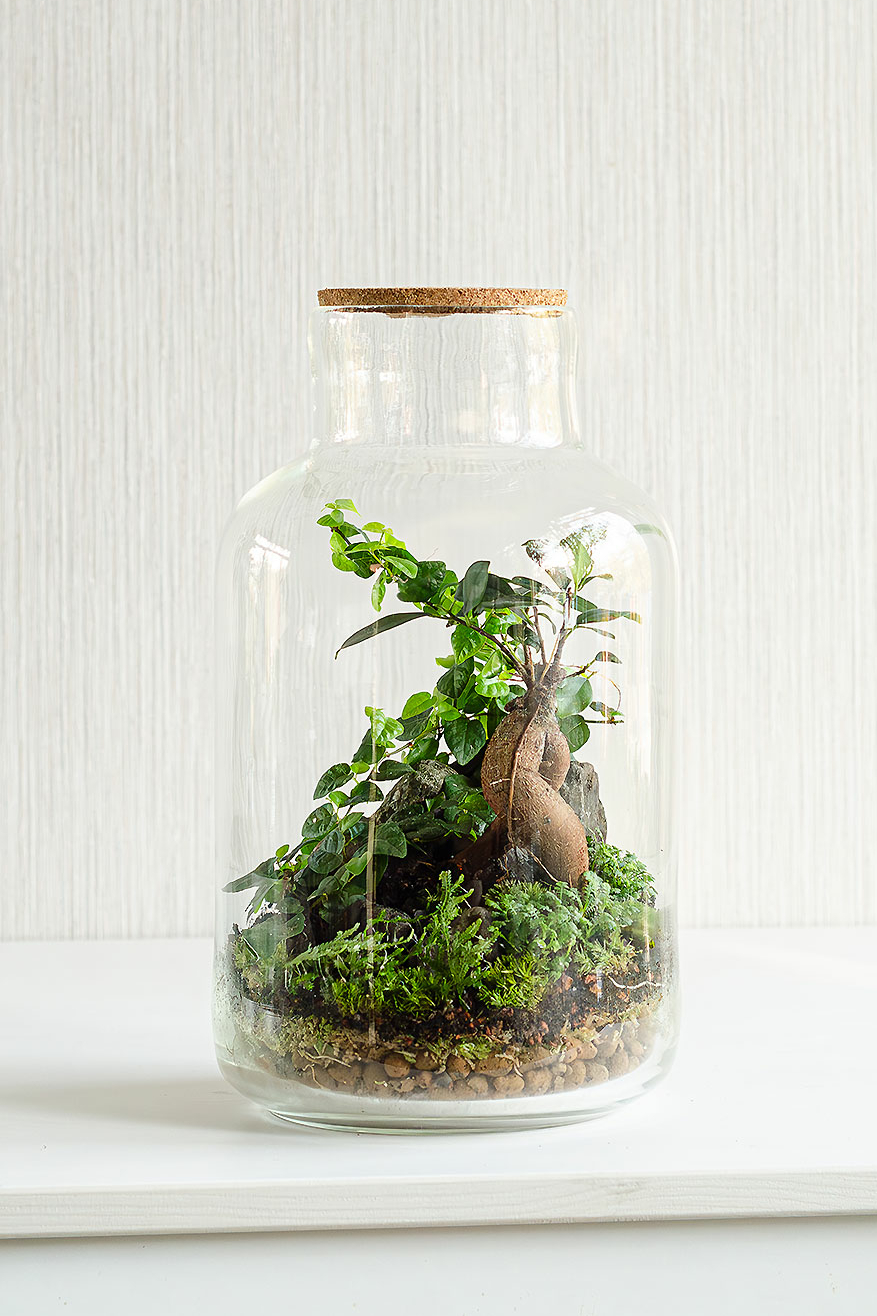 Флорариум MANDRAGORA