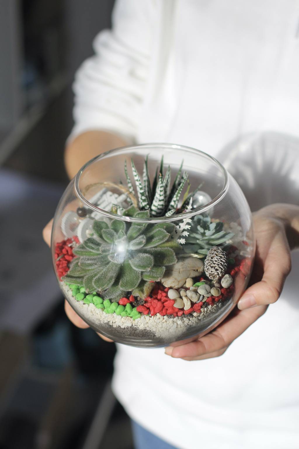 Small Terrarium Kit/ DIY set/ Terrarium Drakaris Buy from e-shop