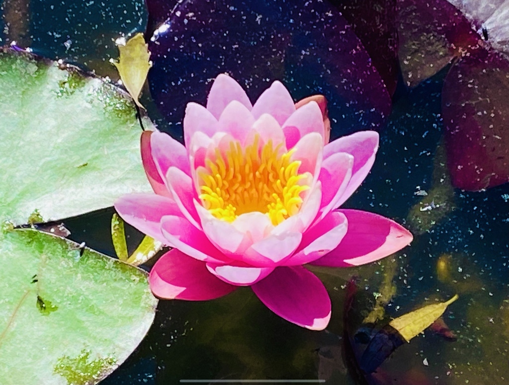 ЖИВЕРНИ - УСАДЬБА КЛОДА МОНЕ