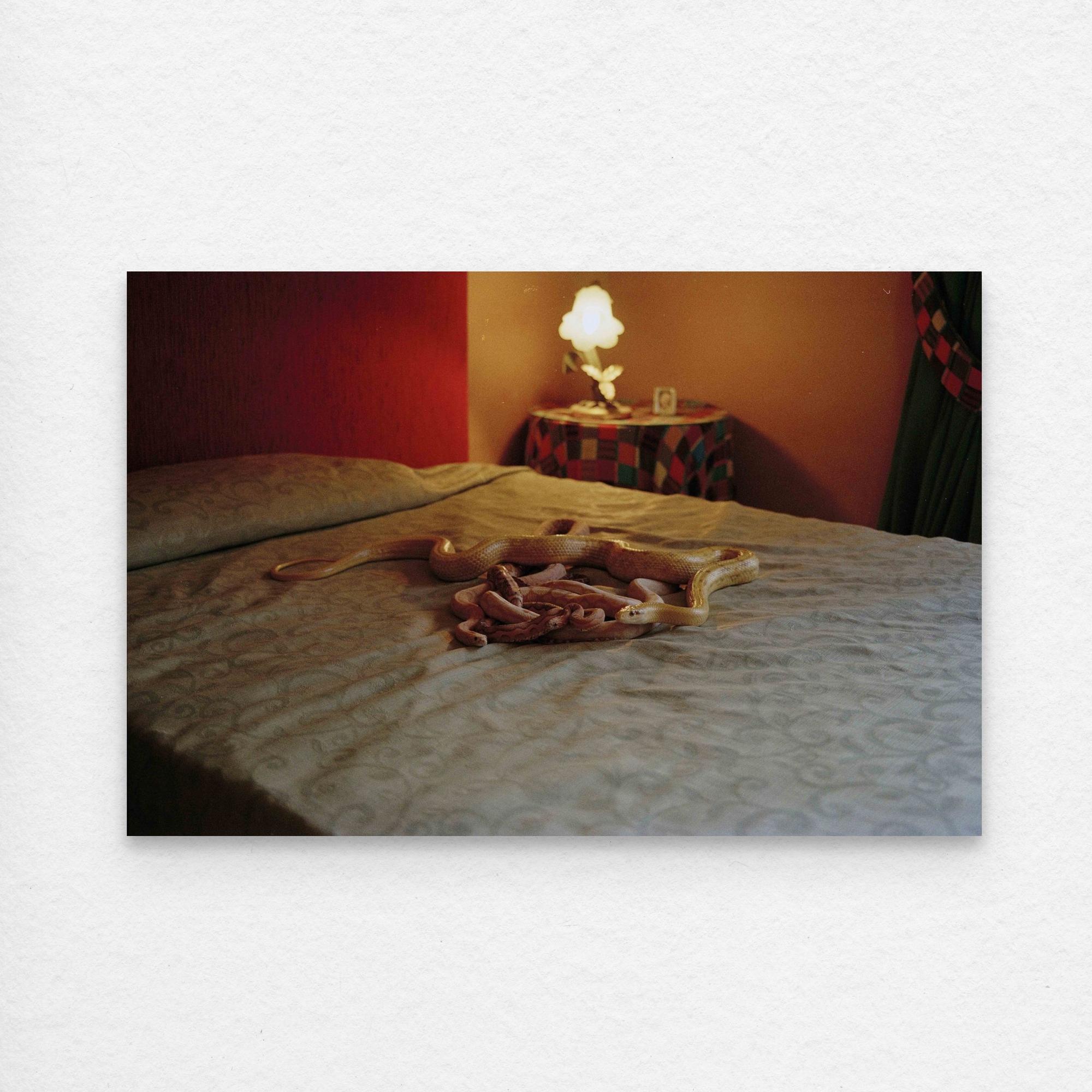 Lucid Dream: Snakes on the Bed