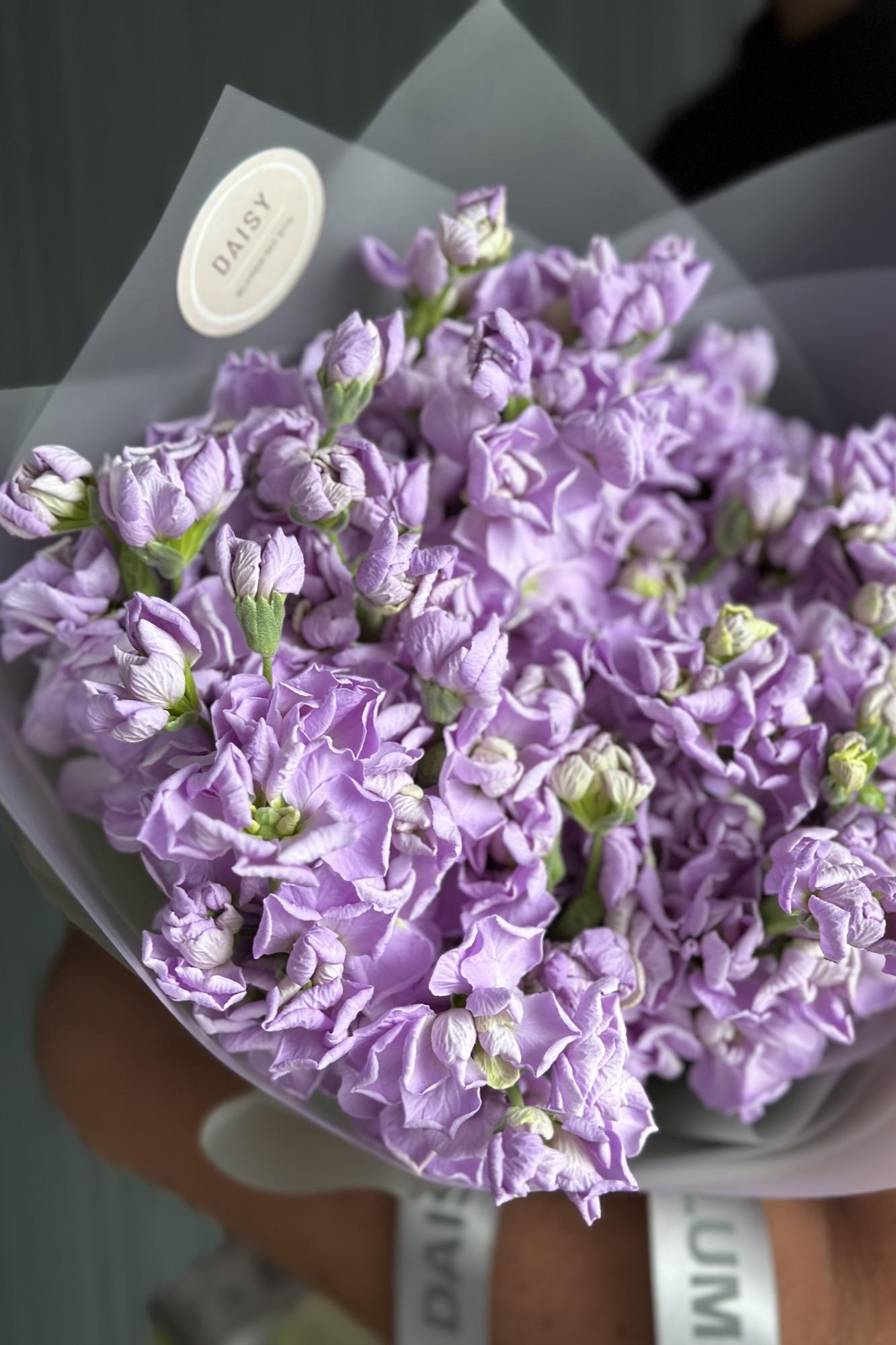 Daisy Mono Strauß "Matthiola-Wolke"