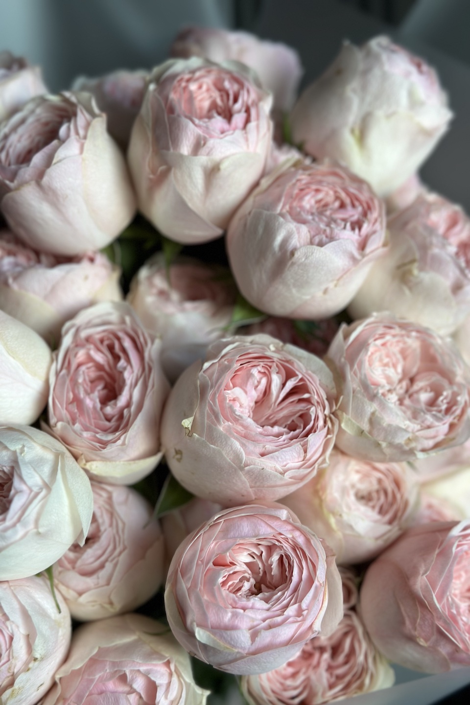 Daisy Mono Strauß "Mansfield Park"