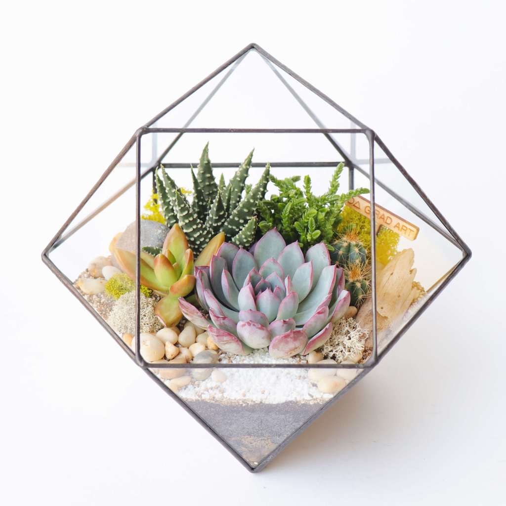 Флорариумы с суккулентами. Купить флорариум в интернет-магазине GRAD ART