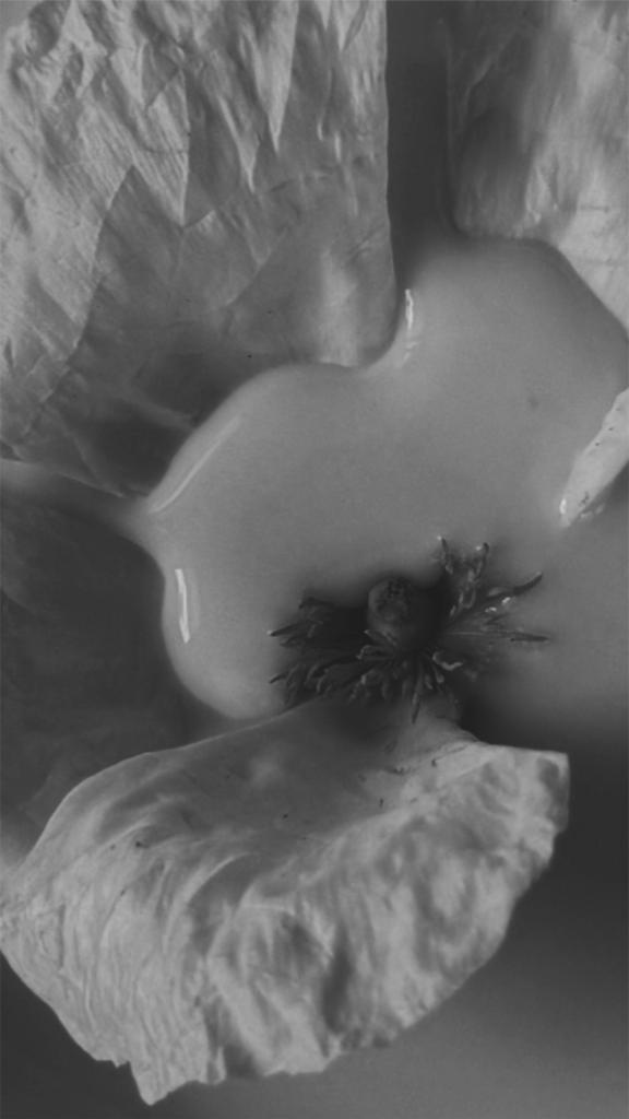 FLOWER Andalus