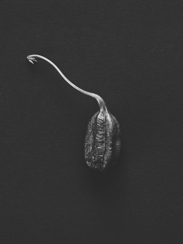 FLOWER Andalus