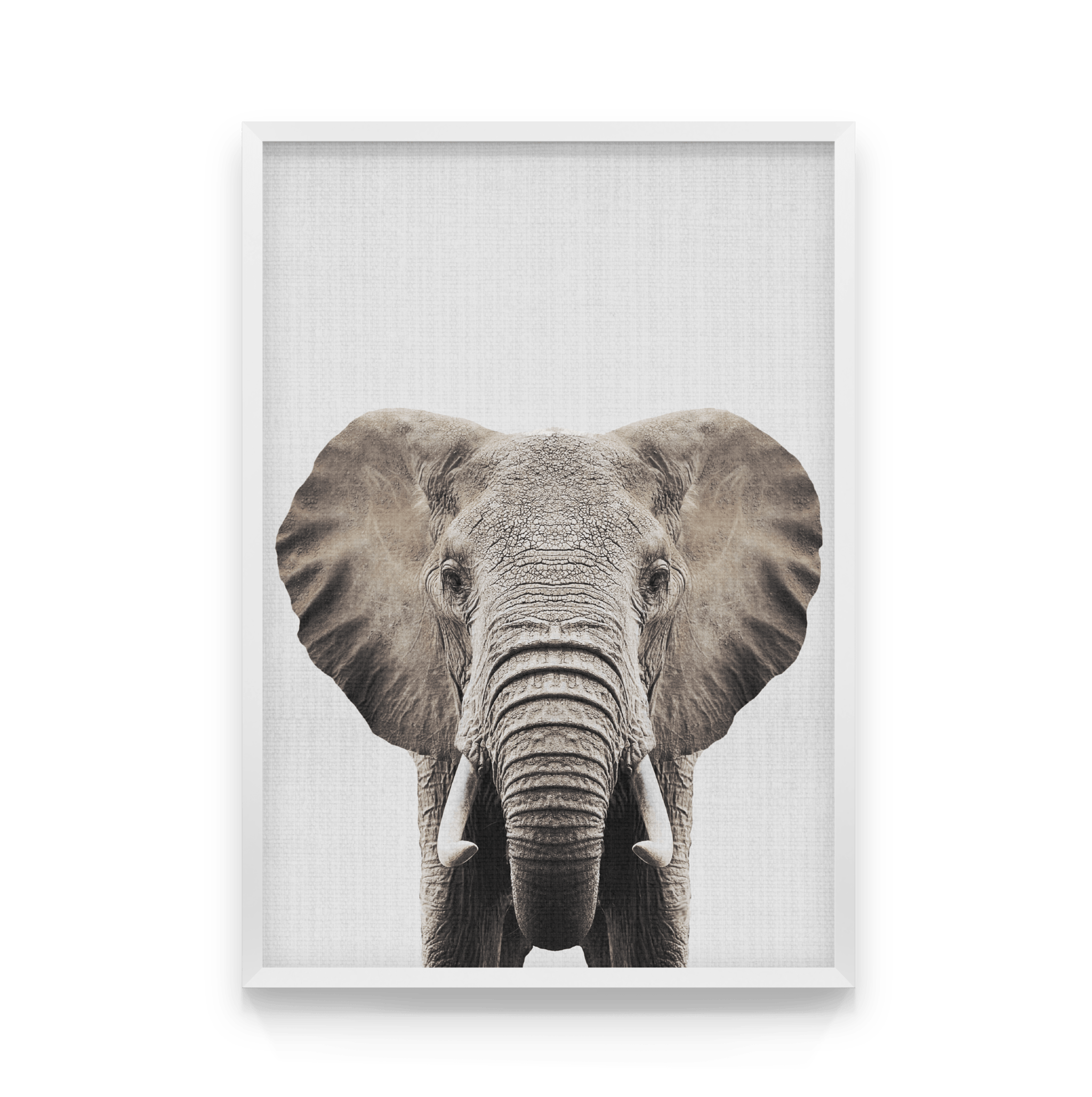 слоны фото. постер слона. постер слона. стильные картины. постер белый слон.