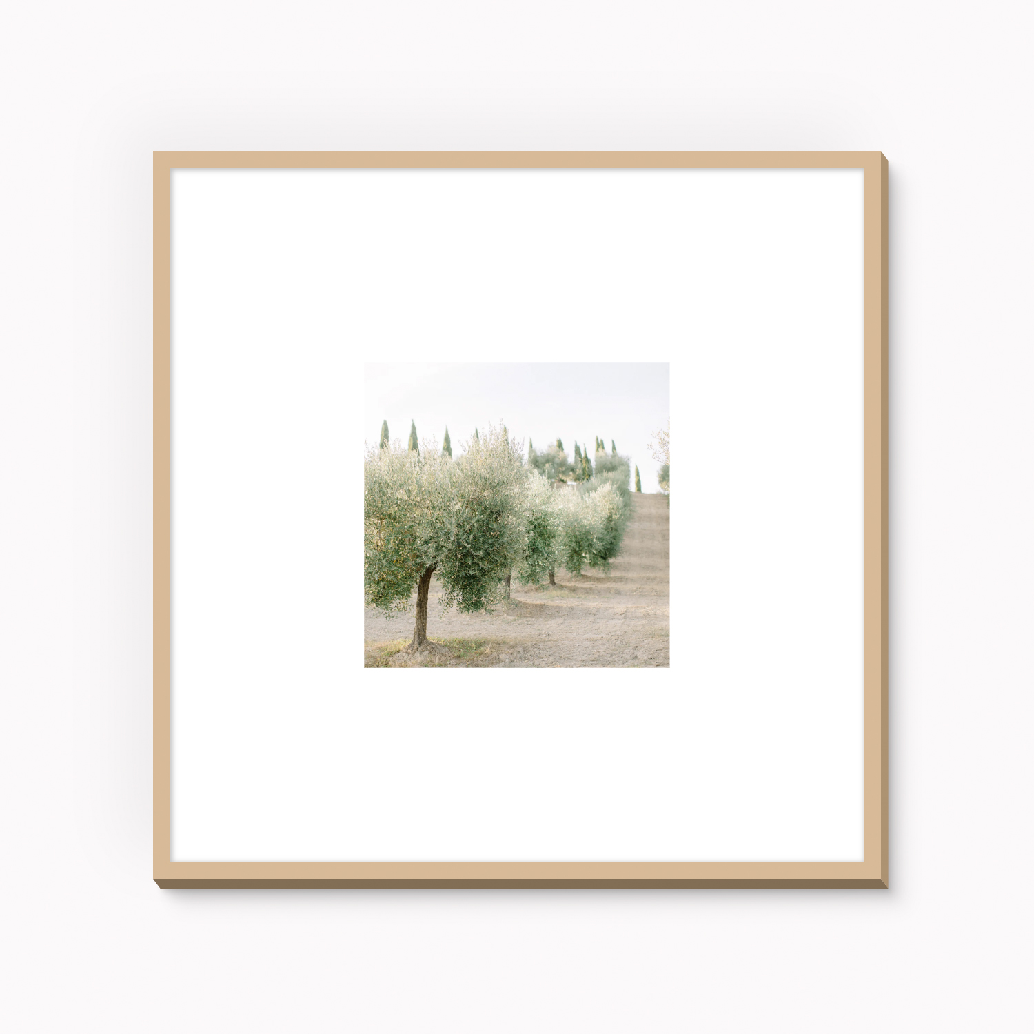 Olive Grove I