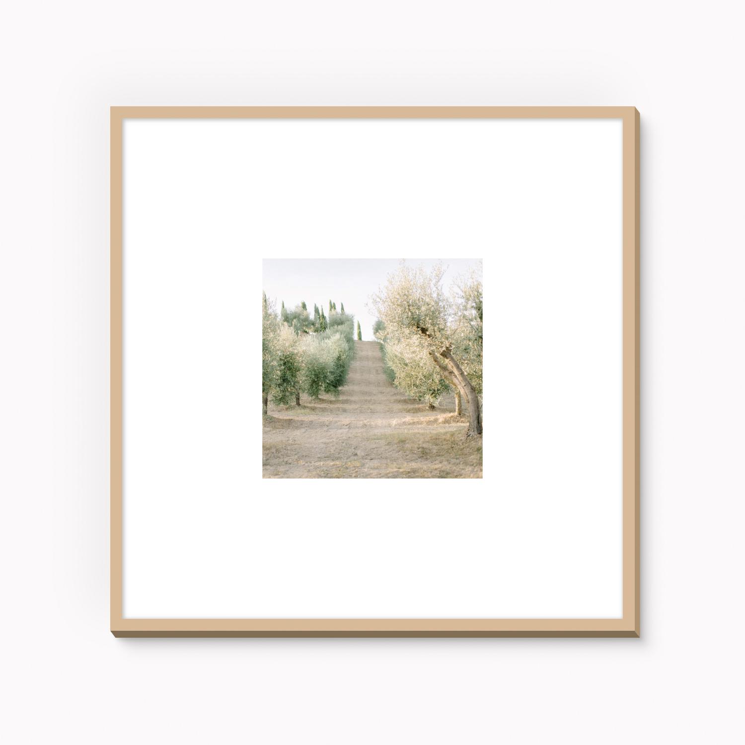 Olive Grove II