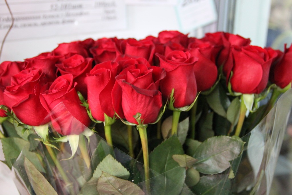 Как дольше сохранить свежие розы. Сорт розы Фридом. Сорта розы Эквадор Фридам.