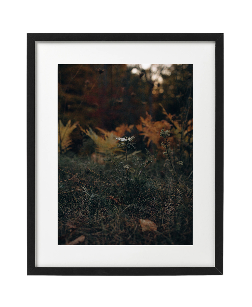 Forest flower, Vermont