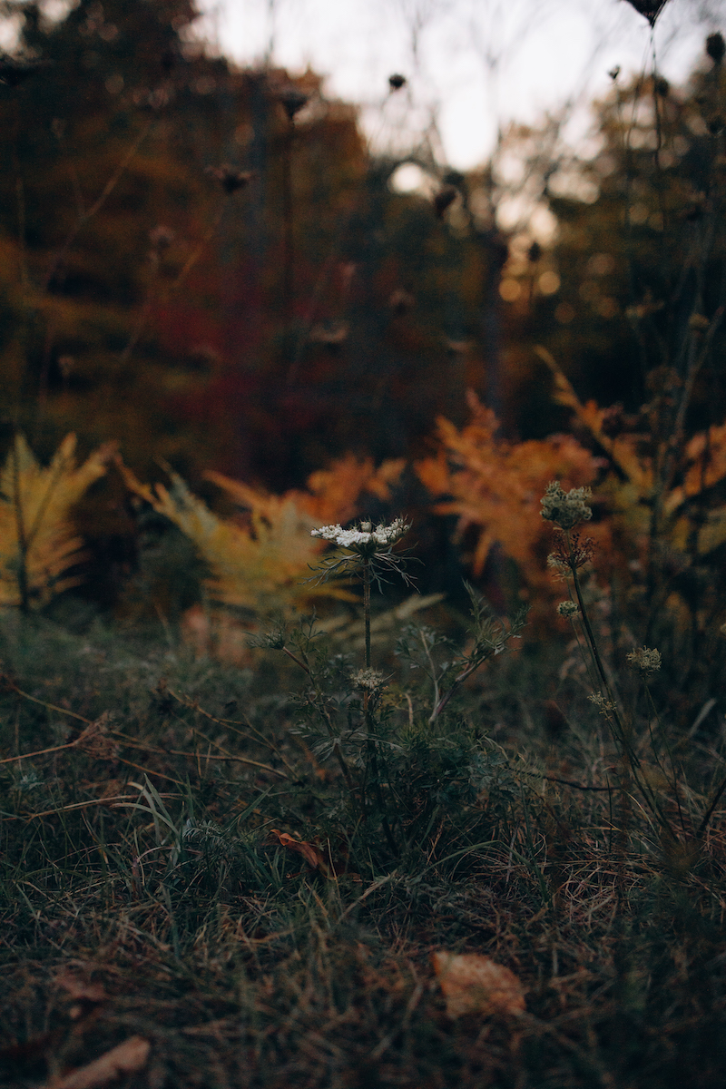 Forest flower, Vermont