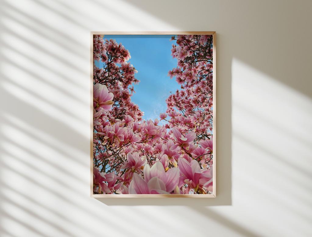 Magnolia
