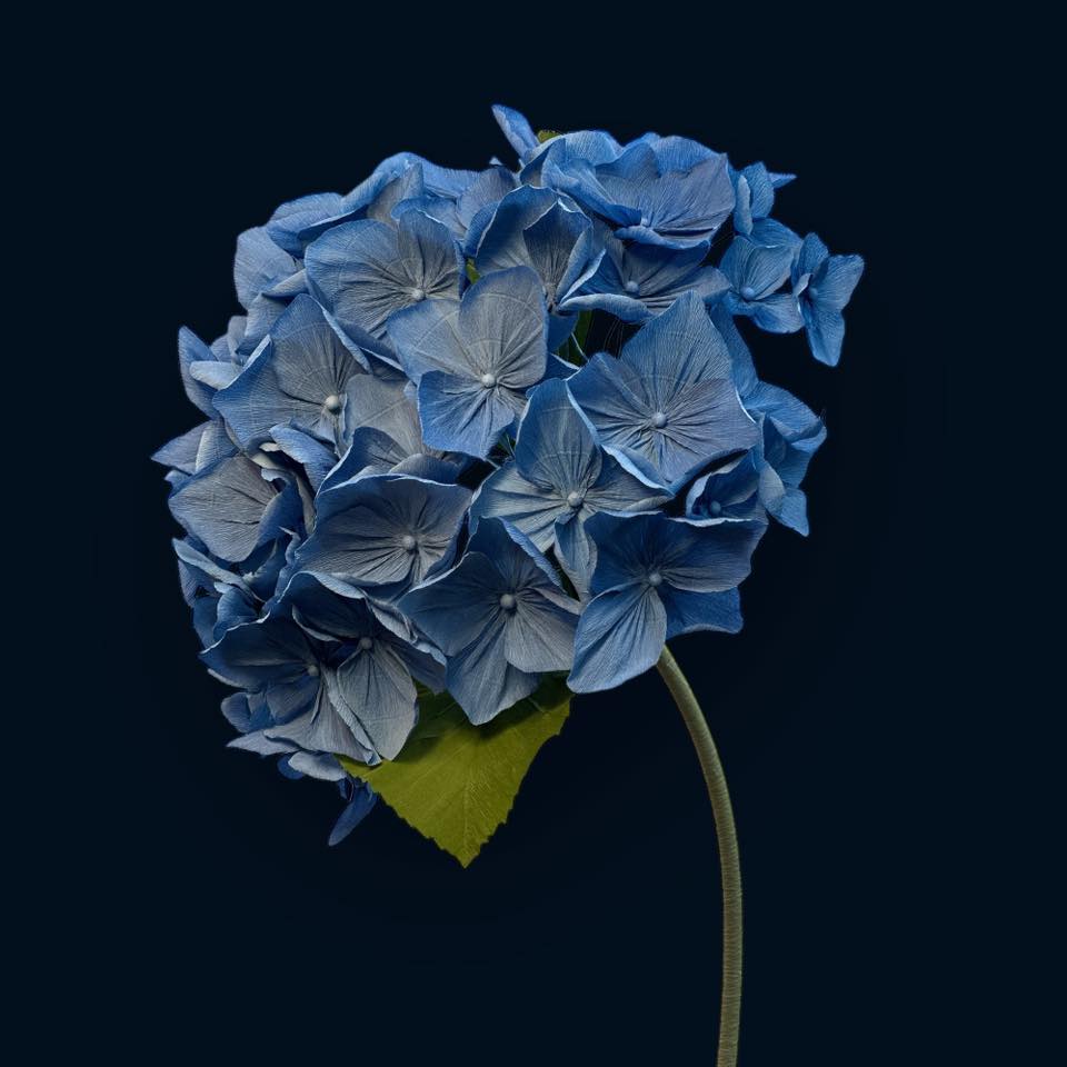 Гортензія блакитна ростова FG-001