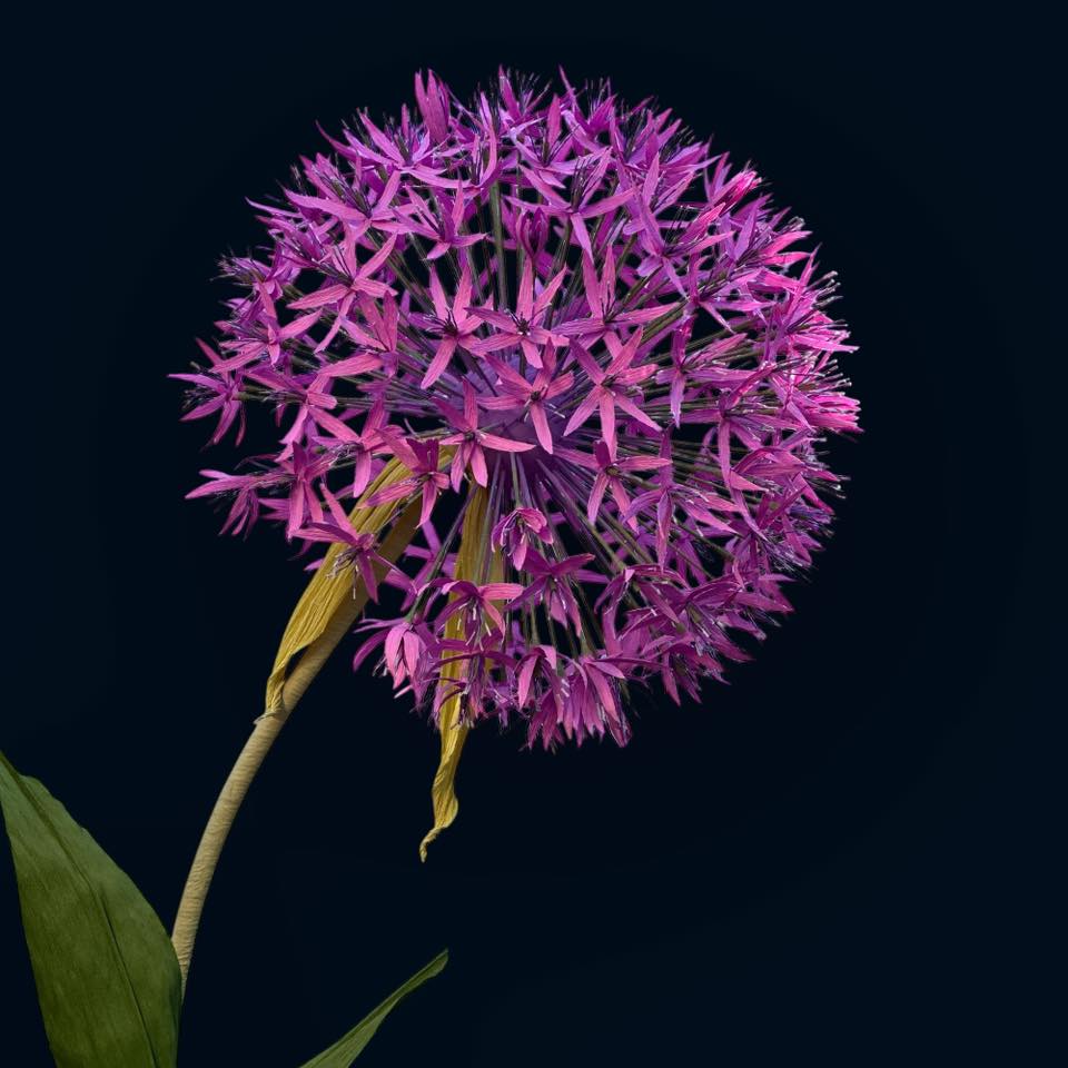 Аліум ліловий ростовий FG-002