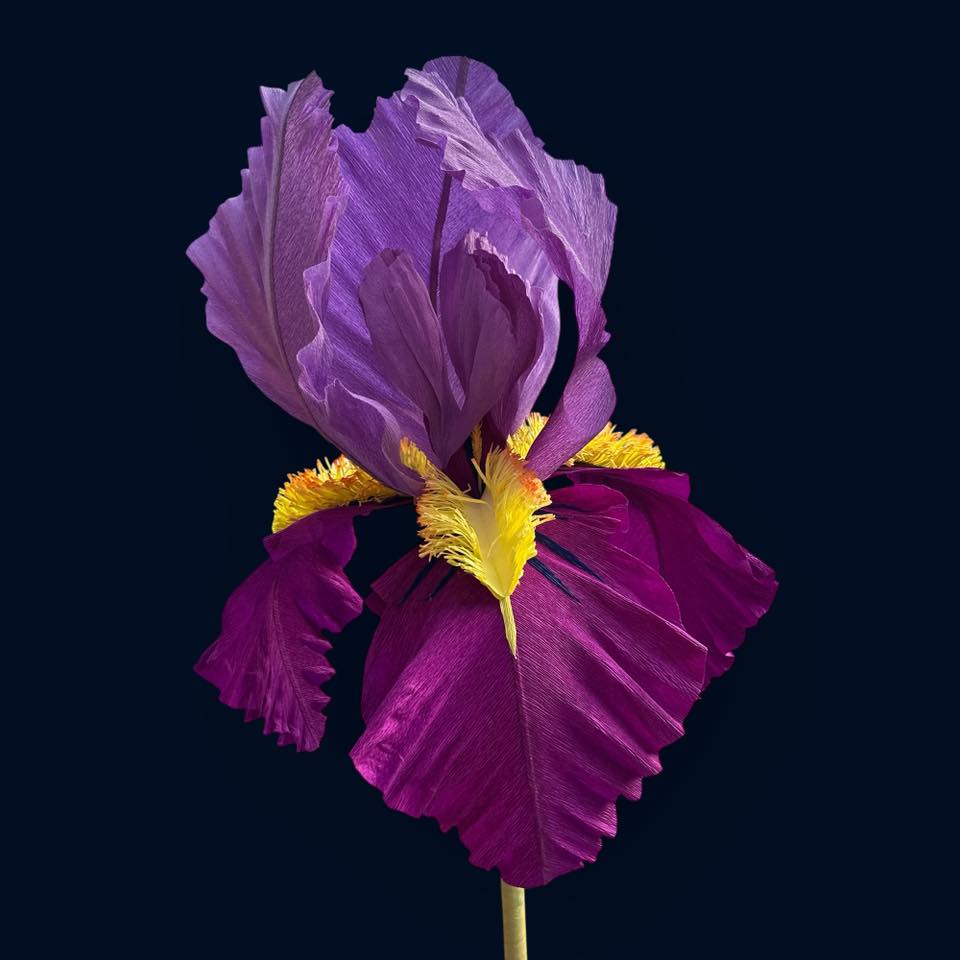 Ірис фіолетовий ростовий FG-003