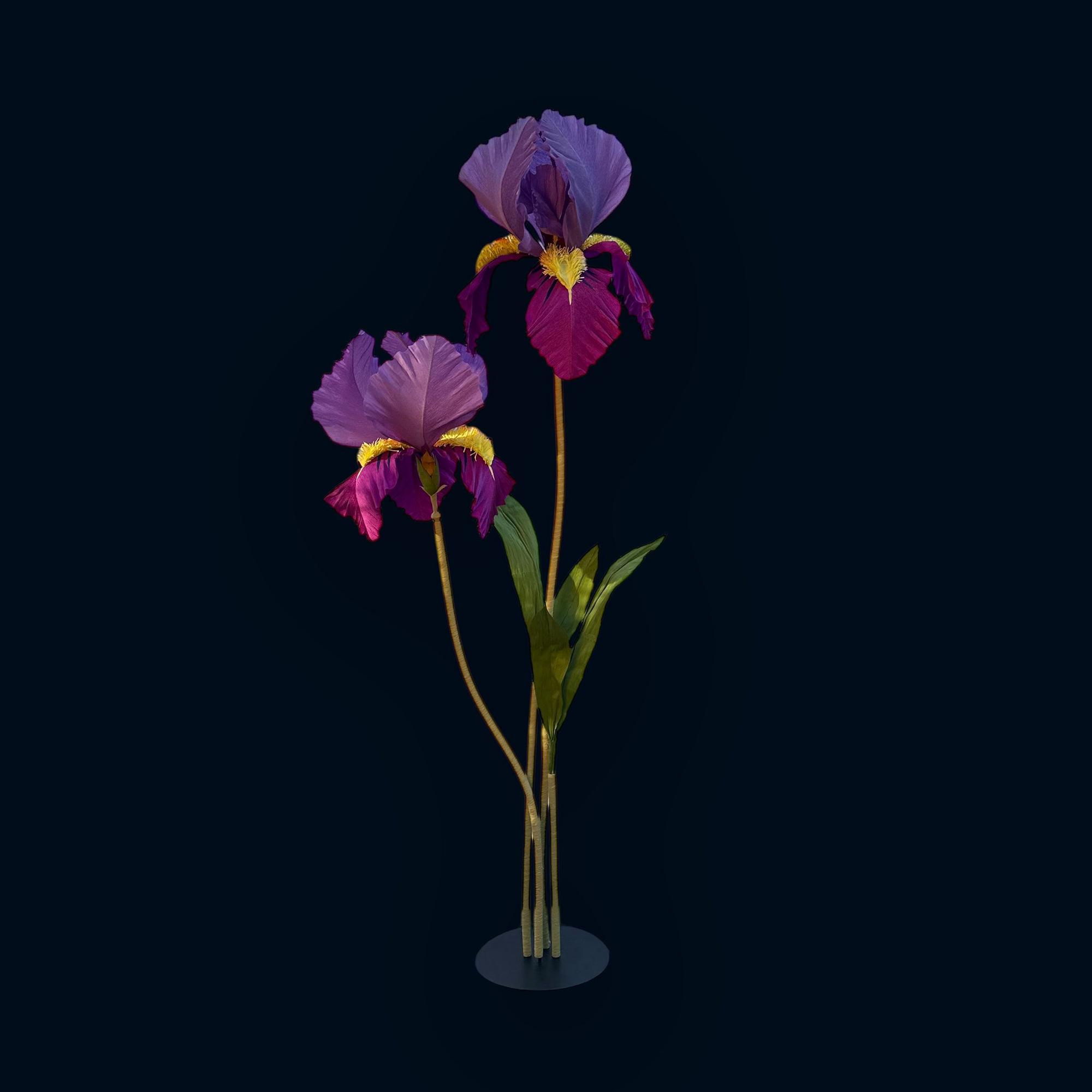 Ірис фіолетовий ростовий FG-003