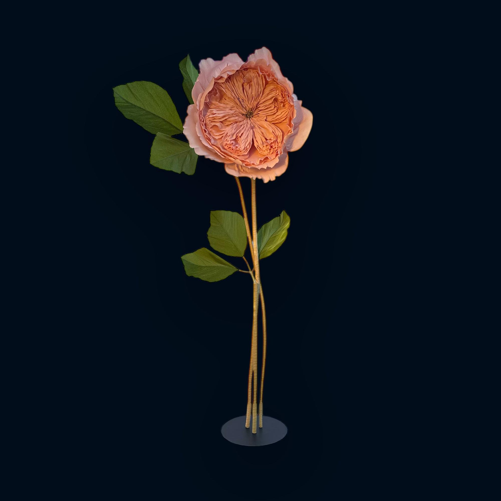 Троянда англійська блідо-рожева ростова FG-004