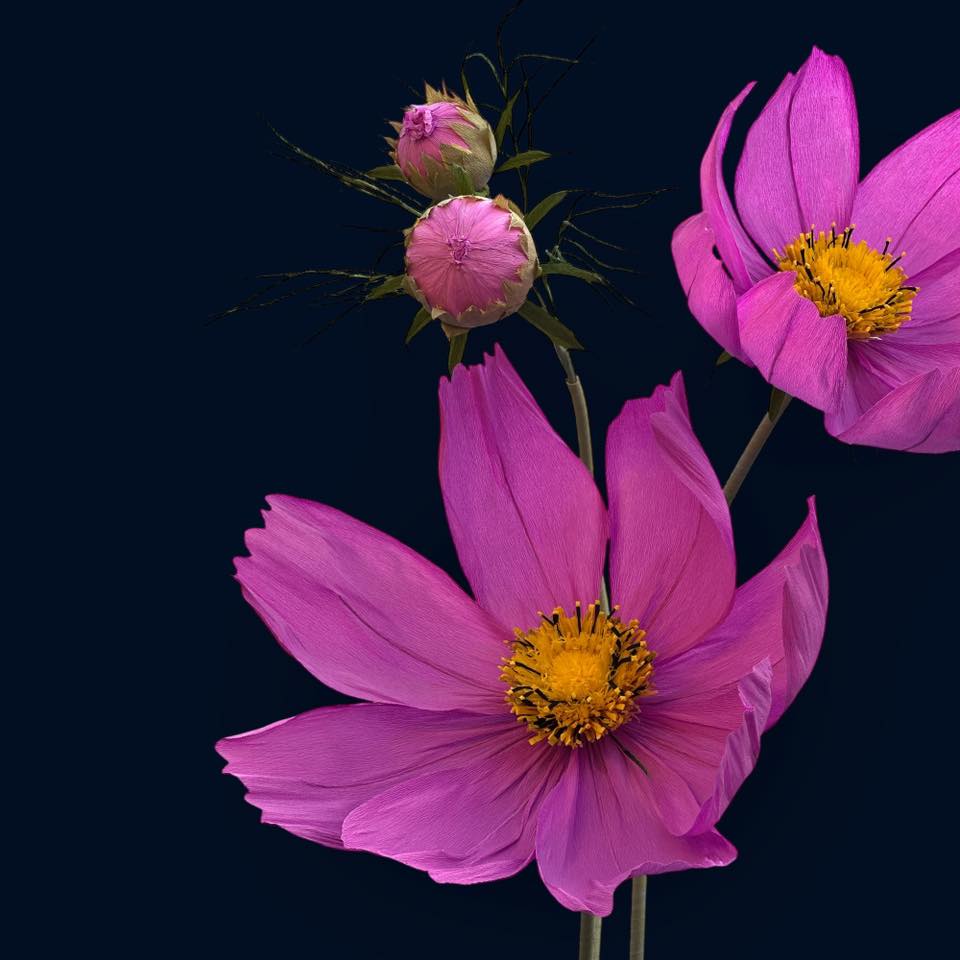 Космея рожево-лілова ростова FG-008