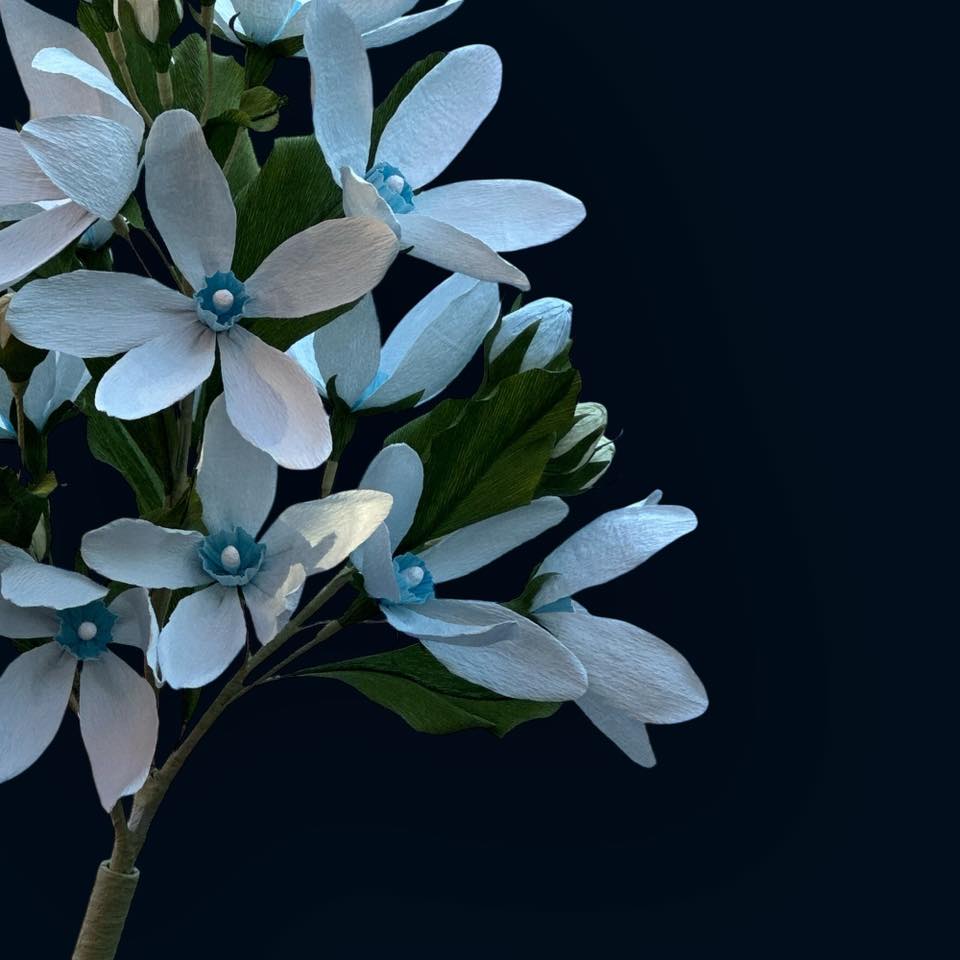 Твідія блакитна ростова FG-010