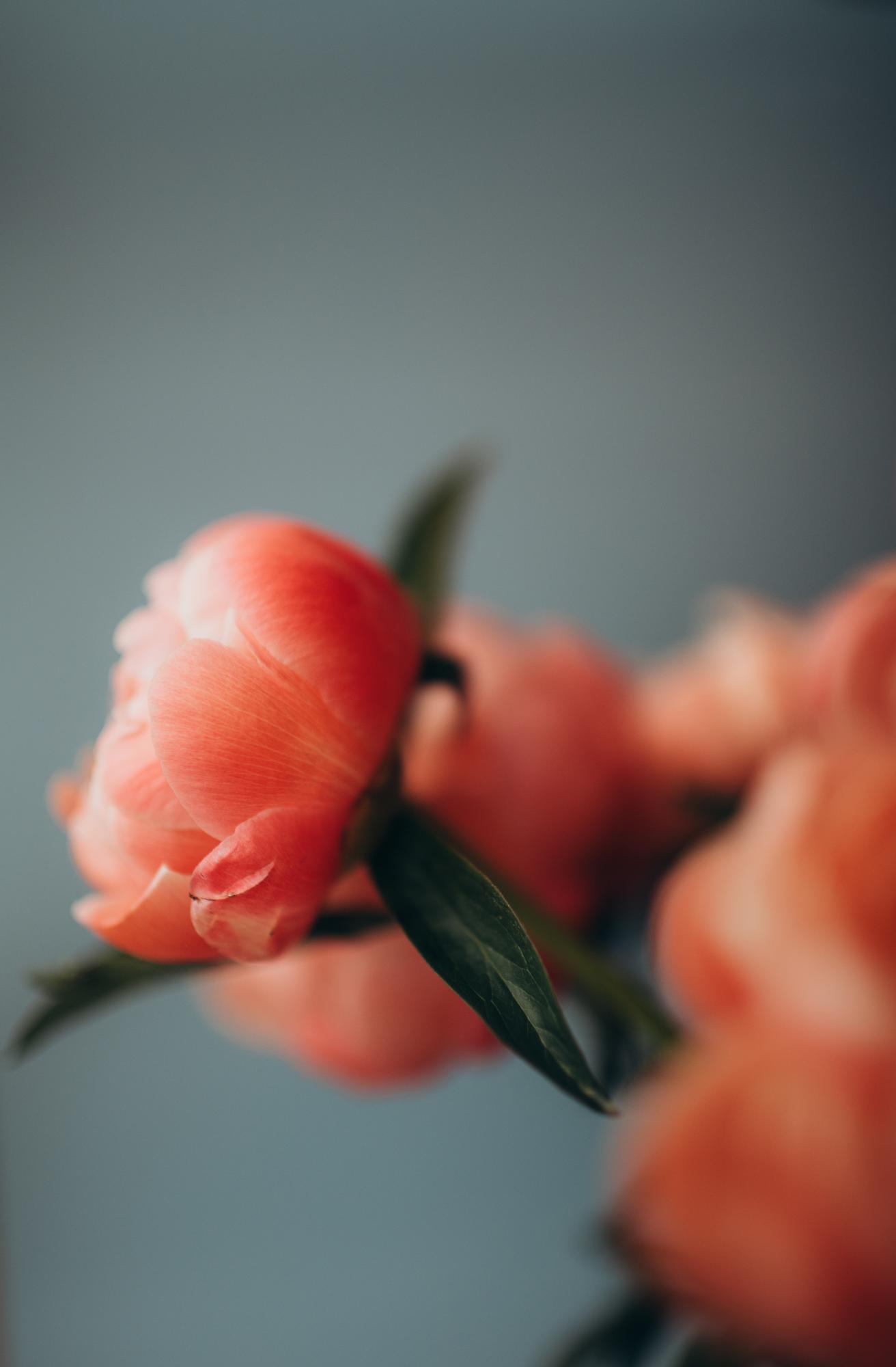 flower close up