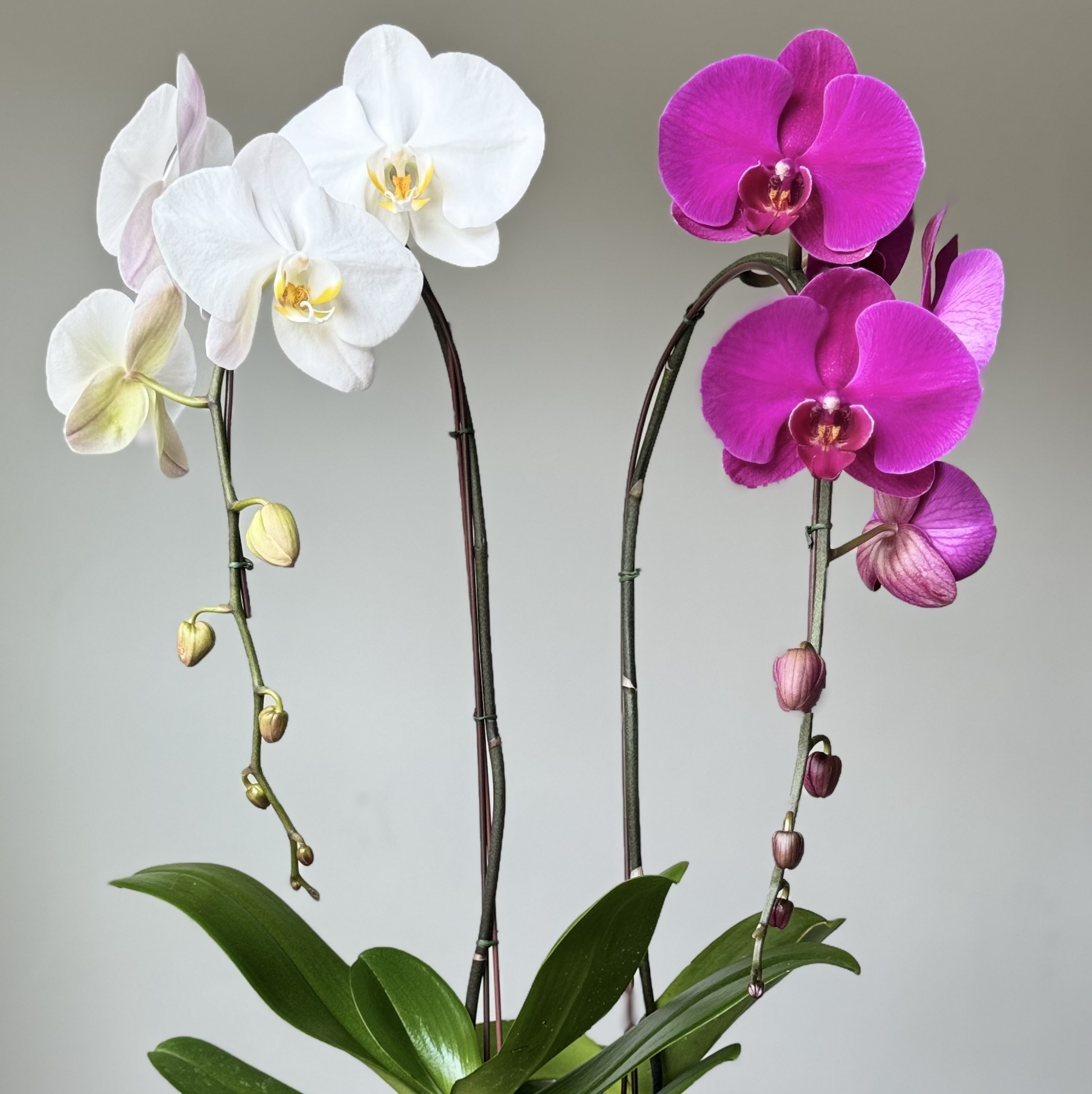 Orchid arrangement contrast