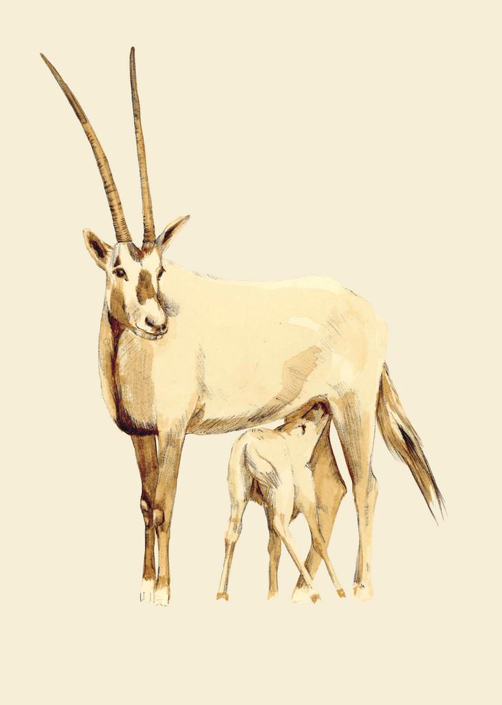 ORYX